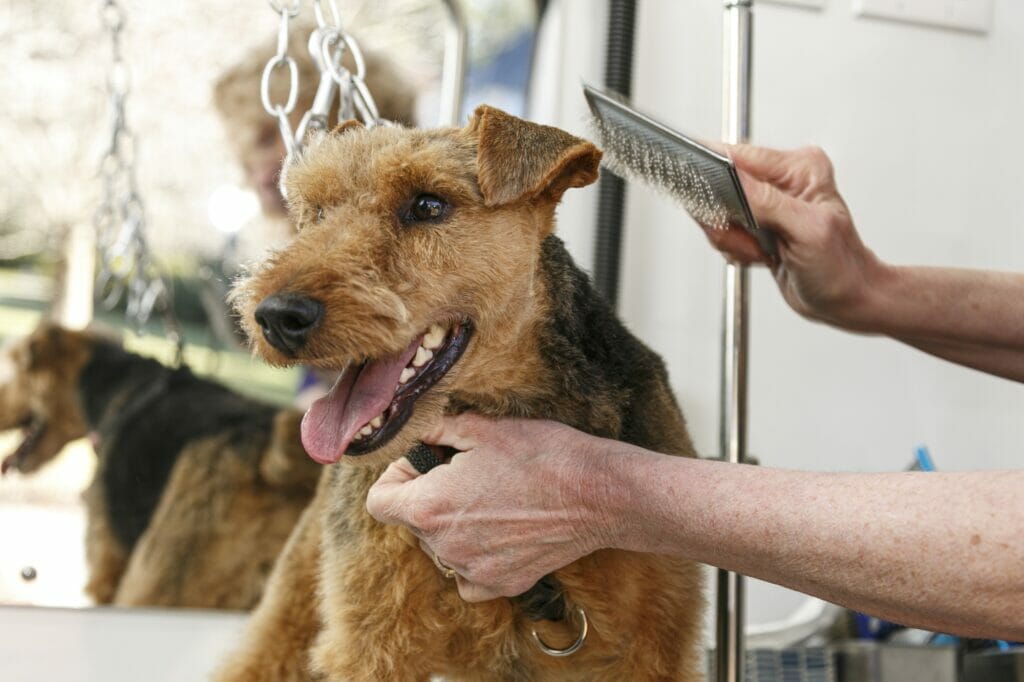 A happy dog smiling while having its fur brushed.