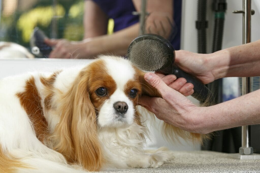 A small dog having their fur brushed and cleaned.