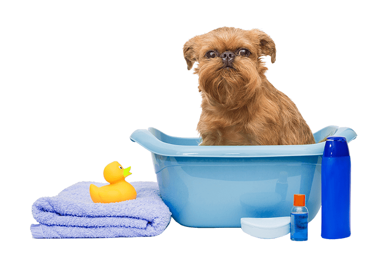 Small dog in a bathtub being cleaned and groomed.