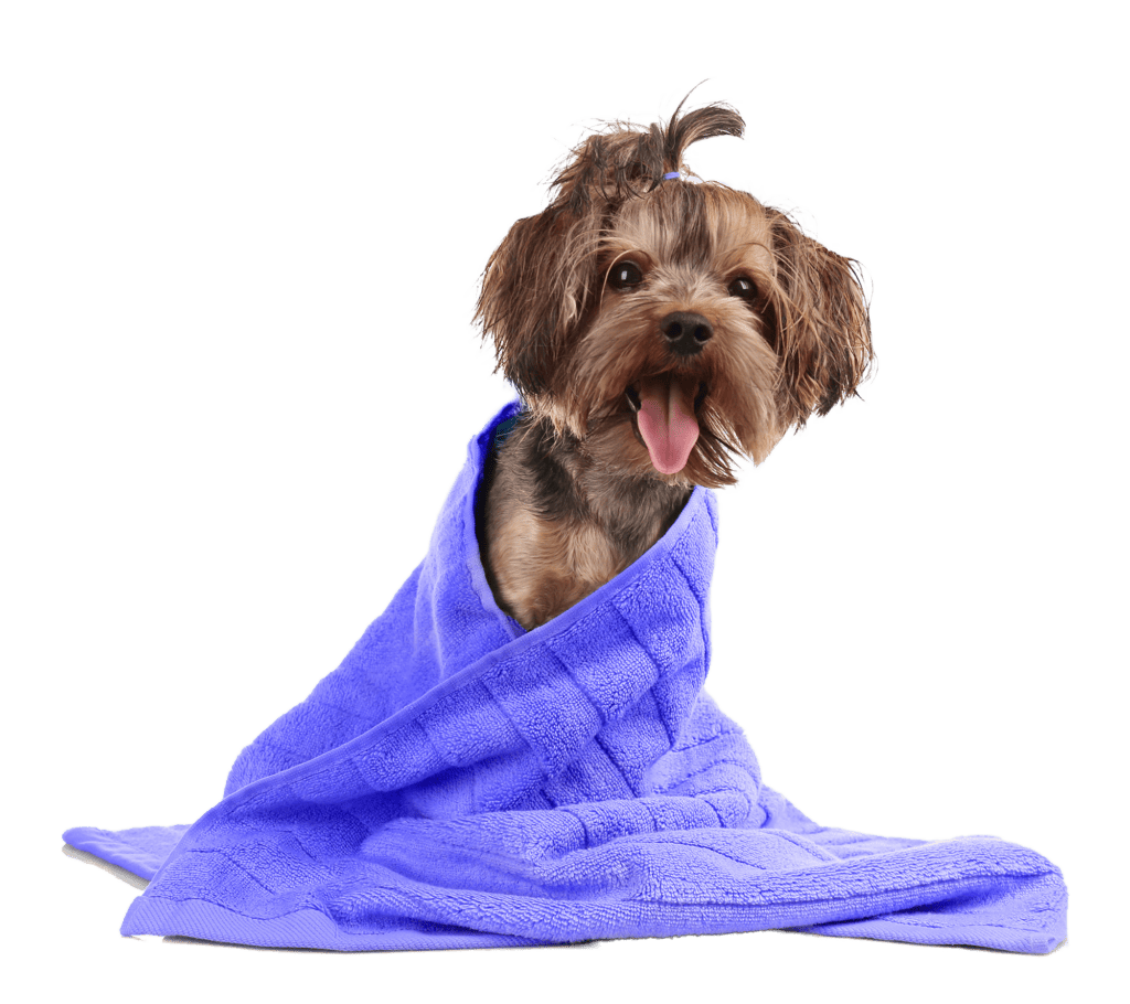 Small dog wrapped in a purple towel.