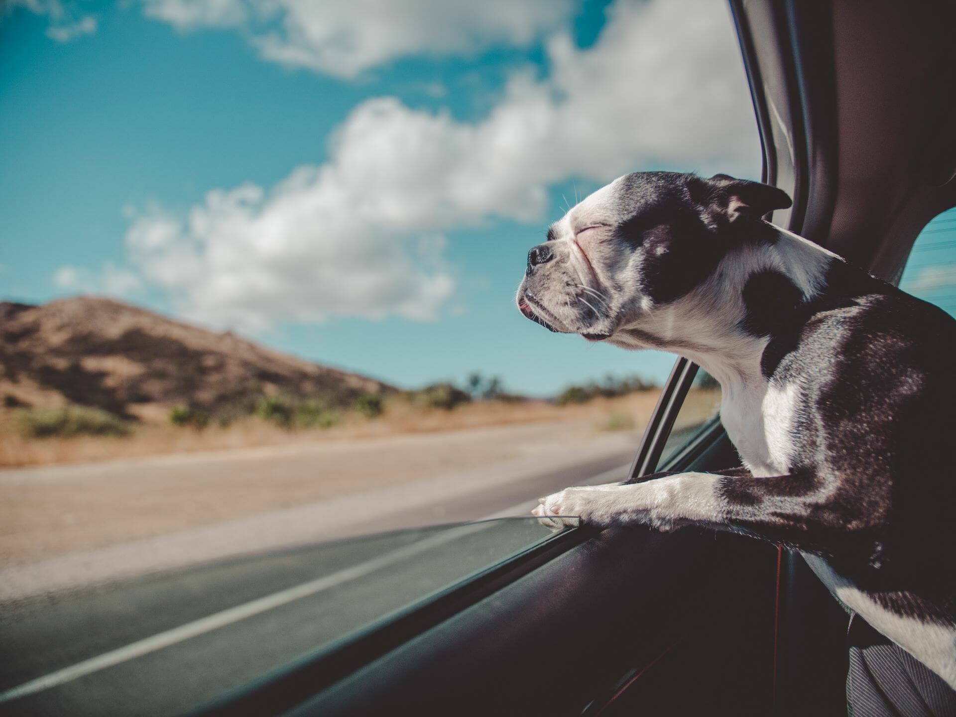 A small Boston terrier dog sticking his head out of the window on a car ride after a regular mobile grooming appointment.