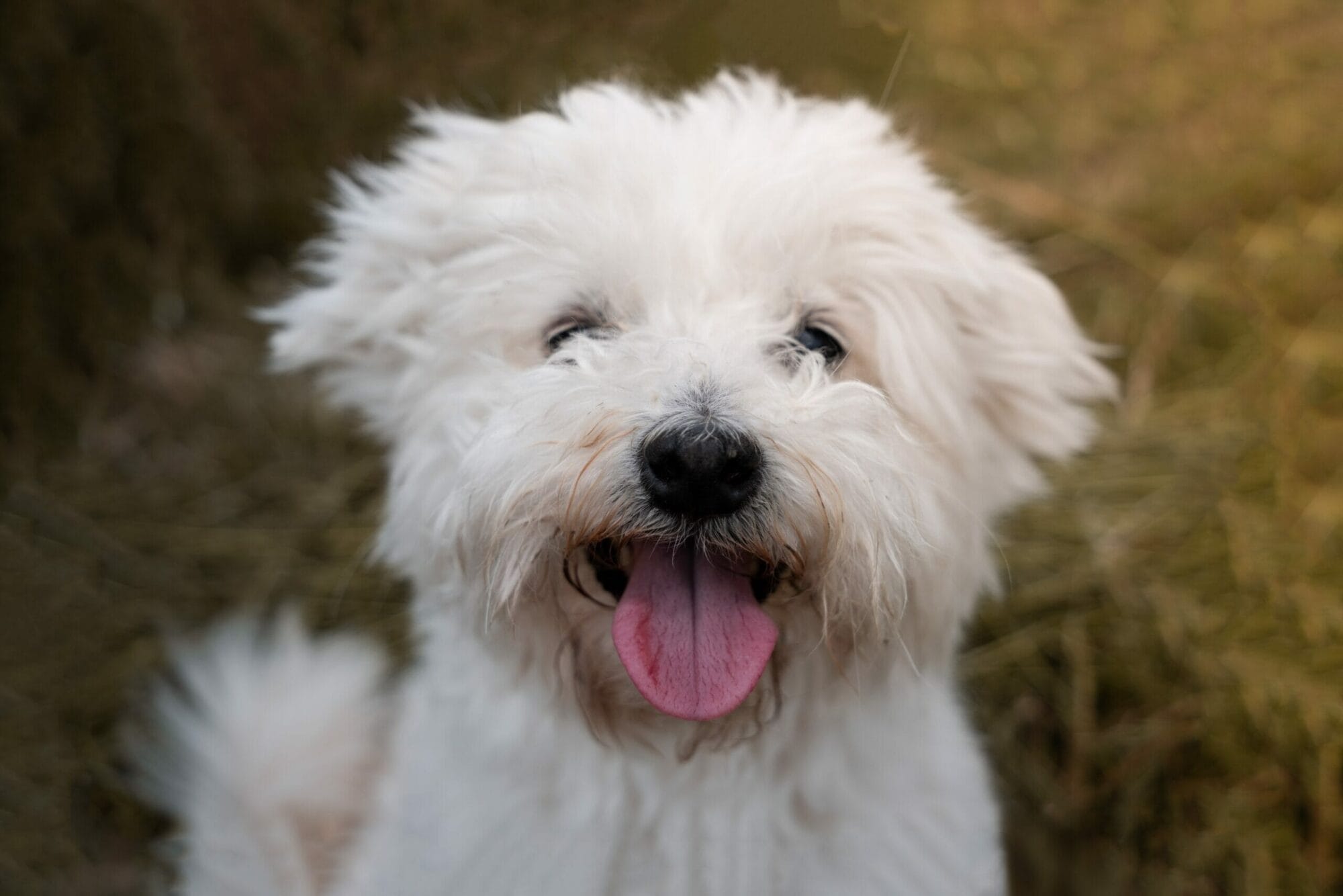Small white fluffy dog with mouth open and tongue out at the camera