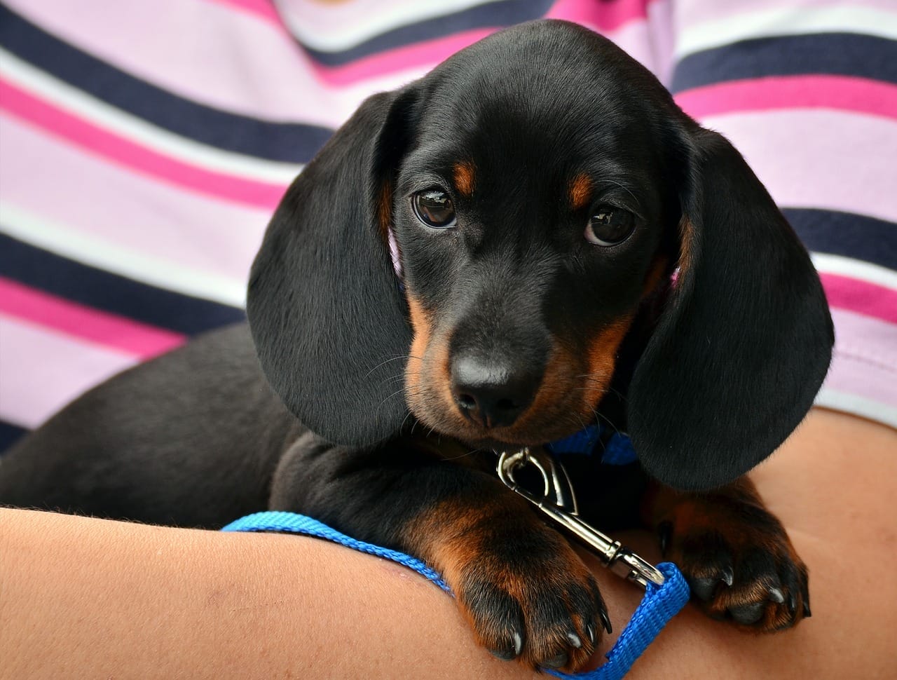 close up of black and brown mini dachshund puppy in owners arms