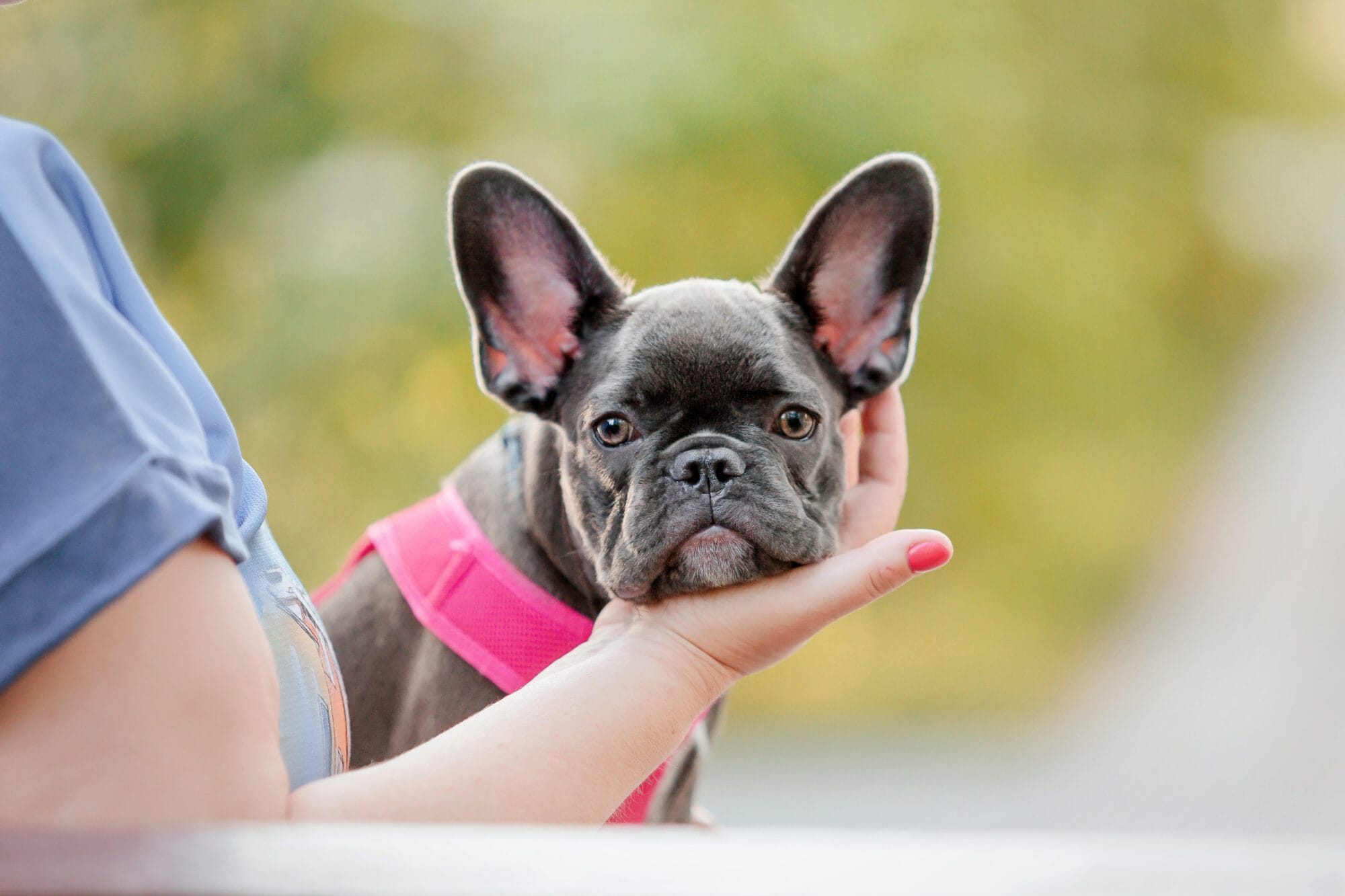 Cute french bulldog puppy in a pink collar at the park resting her head in her owners hand